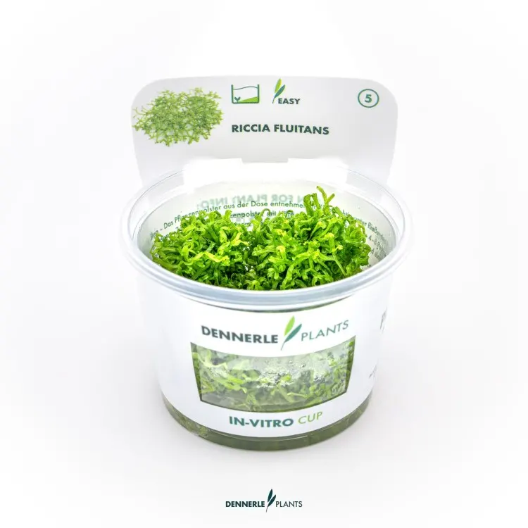 Muschi acvariu Dennerle Riccia Fluitans In-Vitro
