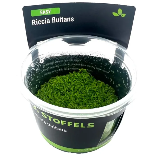 Muschi acvariu Stoffels Riccia Fluitans In-Vitro