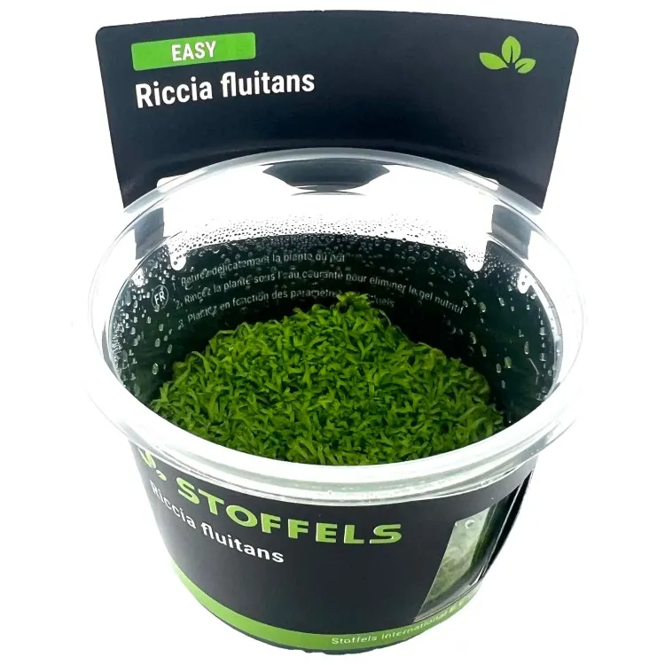 Muschi acvariu Stoffels Riccia Fluitans In-Vitro