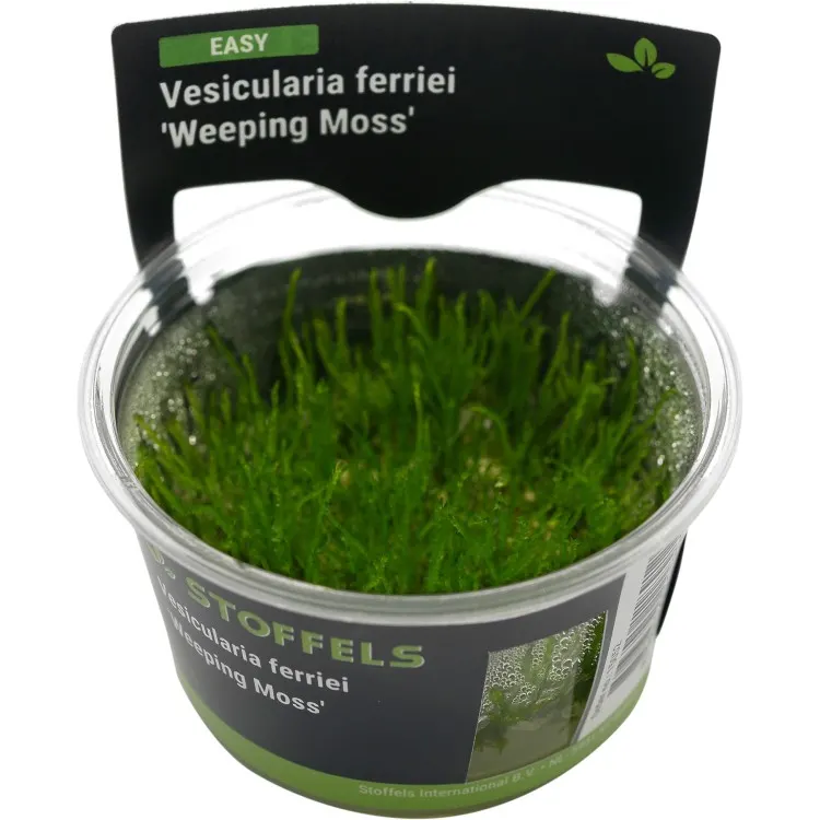 Muschi acvariu Stoffels Vesicularia ferriei 'Weeping Moss' In-Vitro