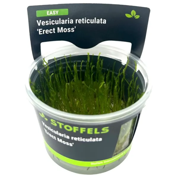 Muschi acvariu Stoffels Vesicularia Reticulata 'Erect Moss' In-Vitro