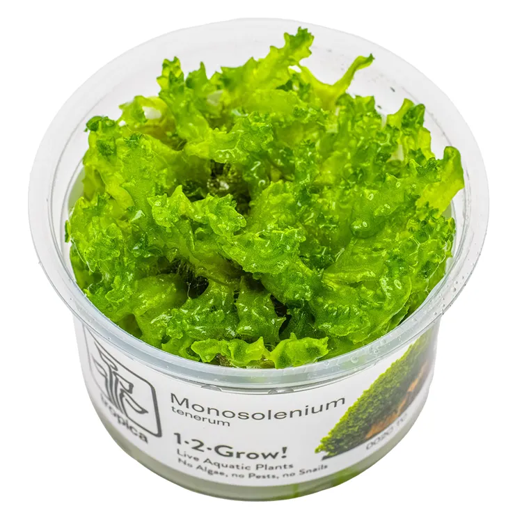 Muschi acvariu Tropica Monosolenium Tenerum In-Vitro