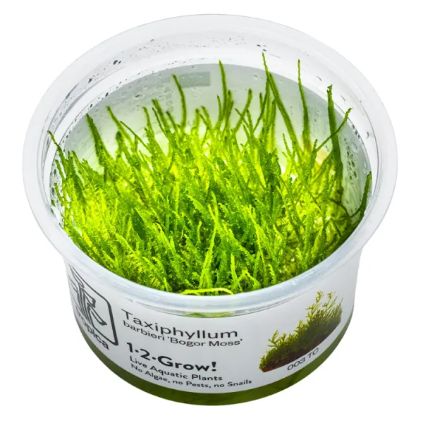 Muschi acvariu Tropica Taxiphyllum Barbieri 'Bogor Moss' In-Vitro