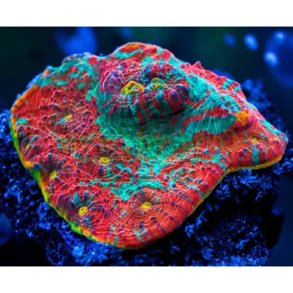 Mycedium sp. (rainbow) - FRAG