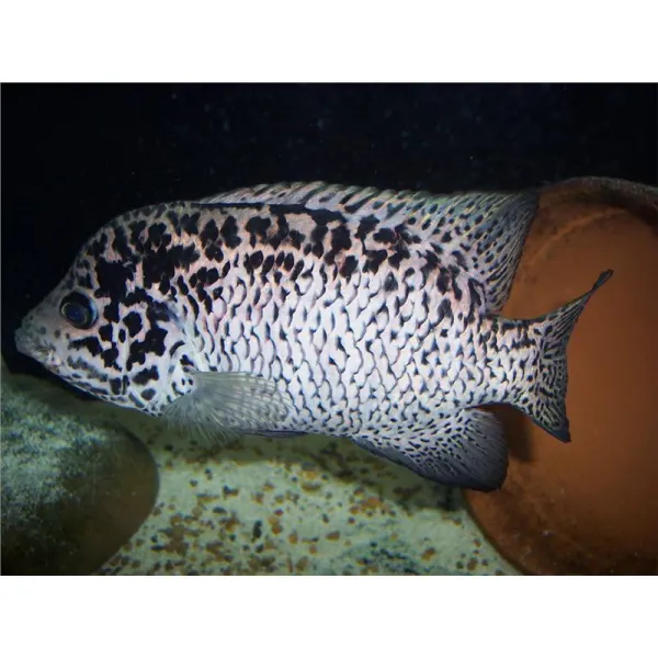 Nandopsis tetracanthus