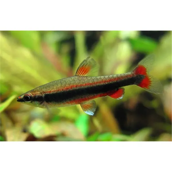 Nannostomus beckfordi