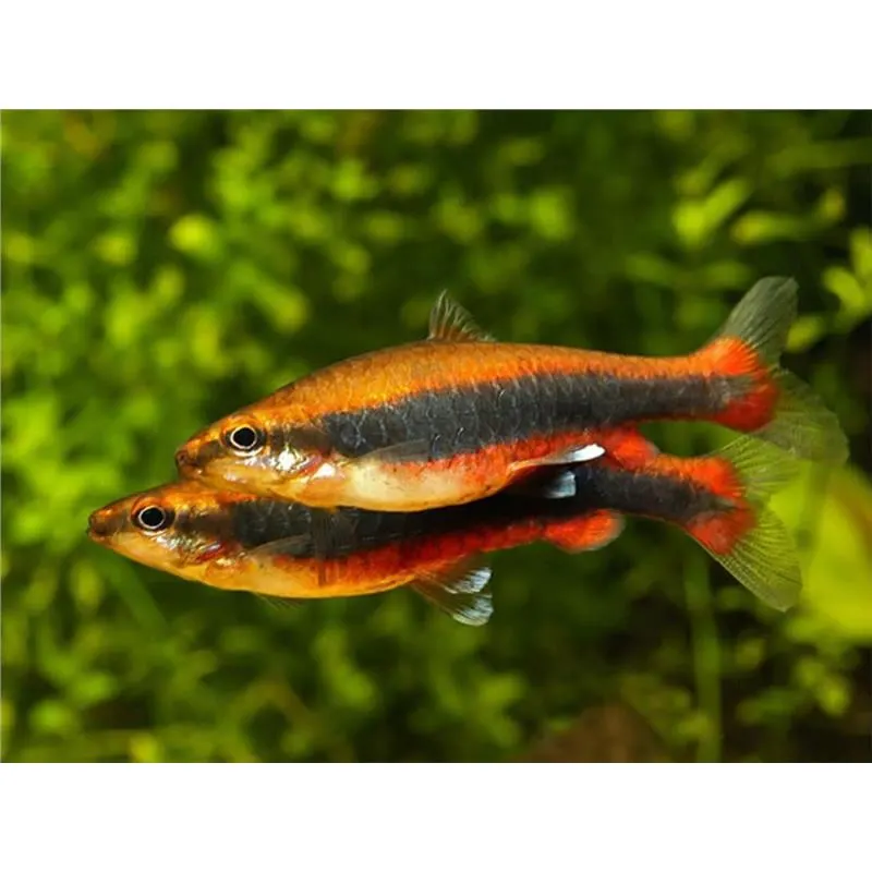 Nannostomus beckfordi red