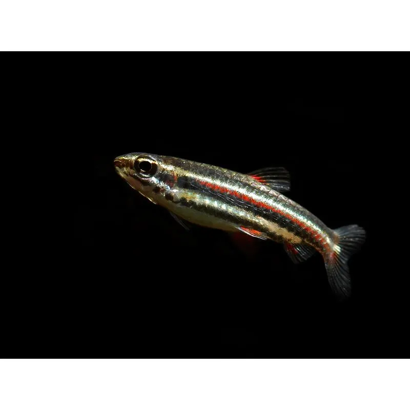 Nannostomus marginatus