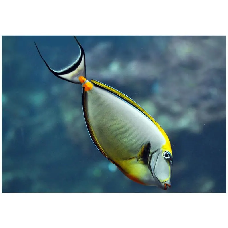 Naso Elegans