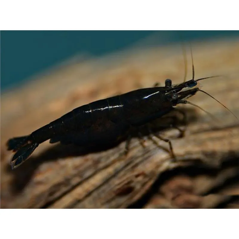 Neocaridina davidi black rose