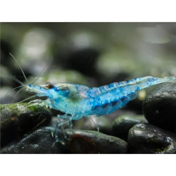 Neocaridina davidi blue mary