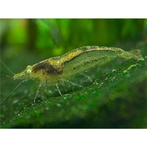 Neocaridina denticulata