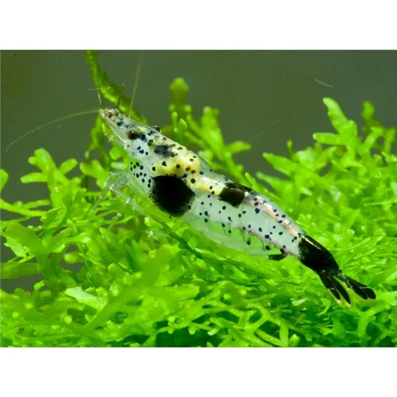 Neocaridina denticulata black carbon rilli