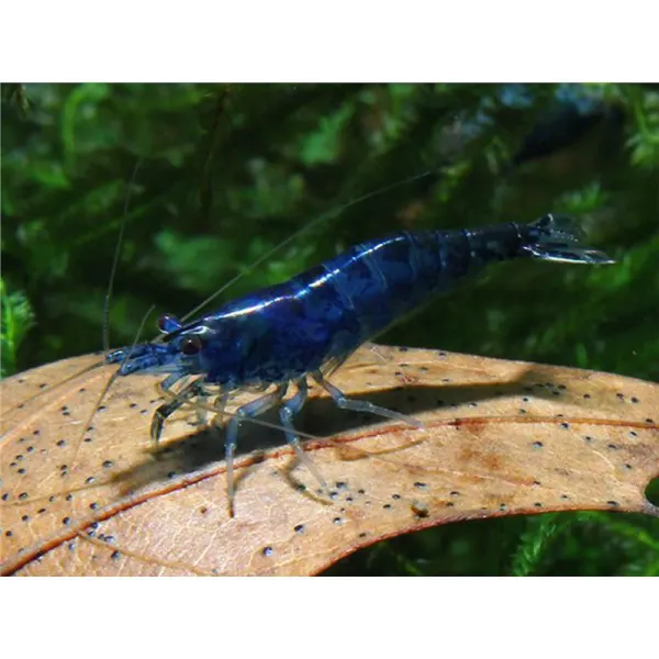 Neocaridina heteropoda blue diamond