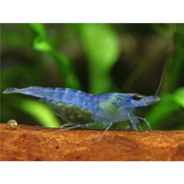 Neocaridina heteropoda Blue Jelly