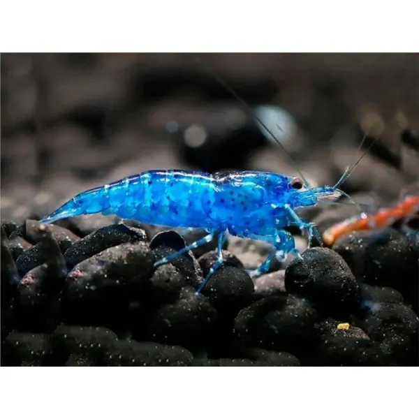 Neocaridina heteropoda Blue Velvet