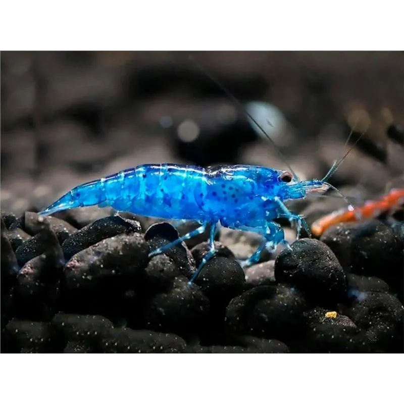 Neocaridina heteropoda Blue Velvet