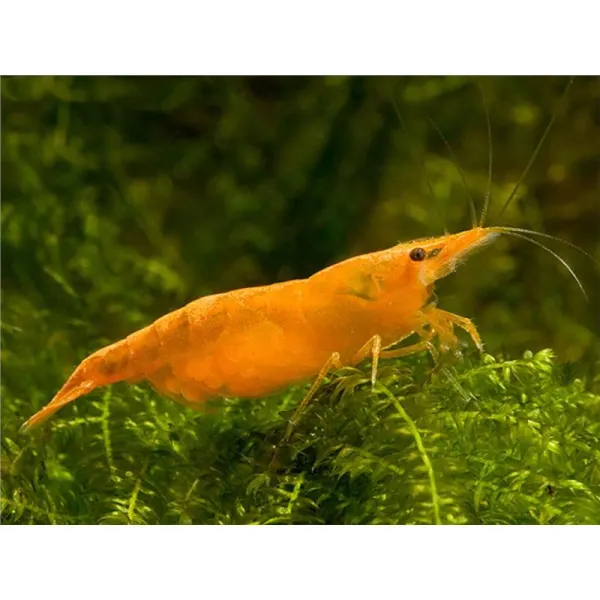 Neocaridina heteropoda sakura orange