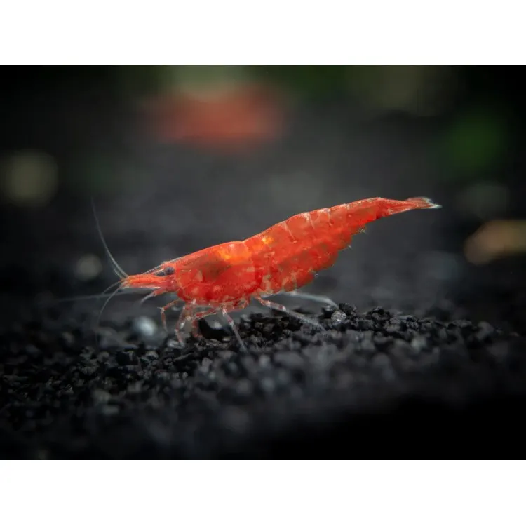 Neocaridina heteropoda Sakura Red
