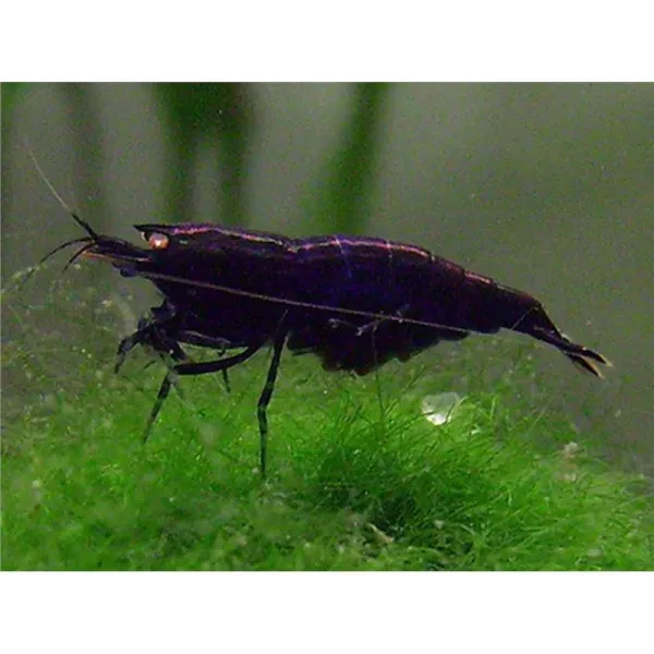 Neocaridina heteropoda sp. full black rilli shrimp