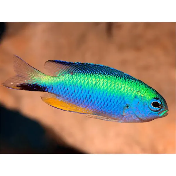 Neon Damselfish (Pomacentrus alleni)