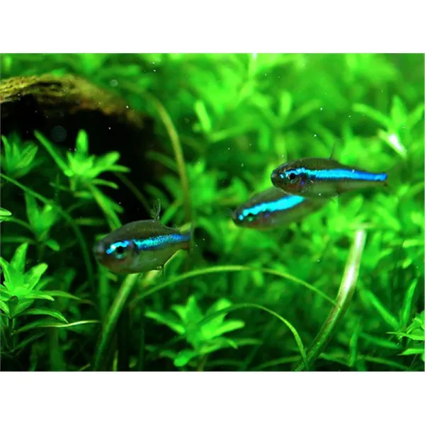 Neon Verde - Paracheirodon simulans