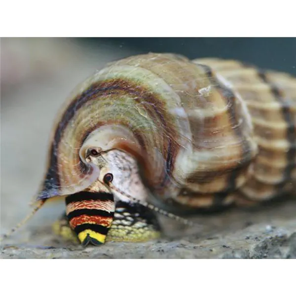 Neritina sp. snail king