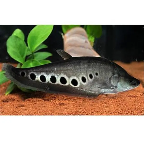 Notopterus chitala