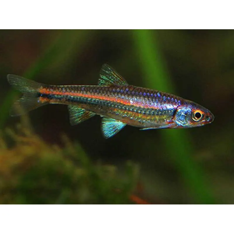 Notropsis chrosomus