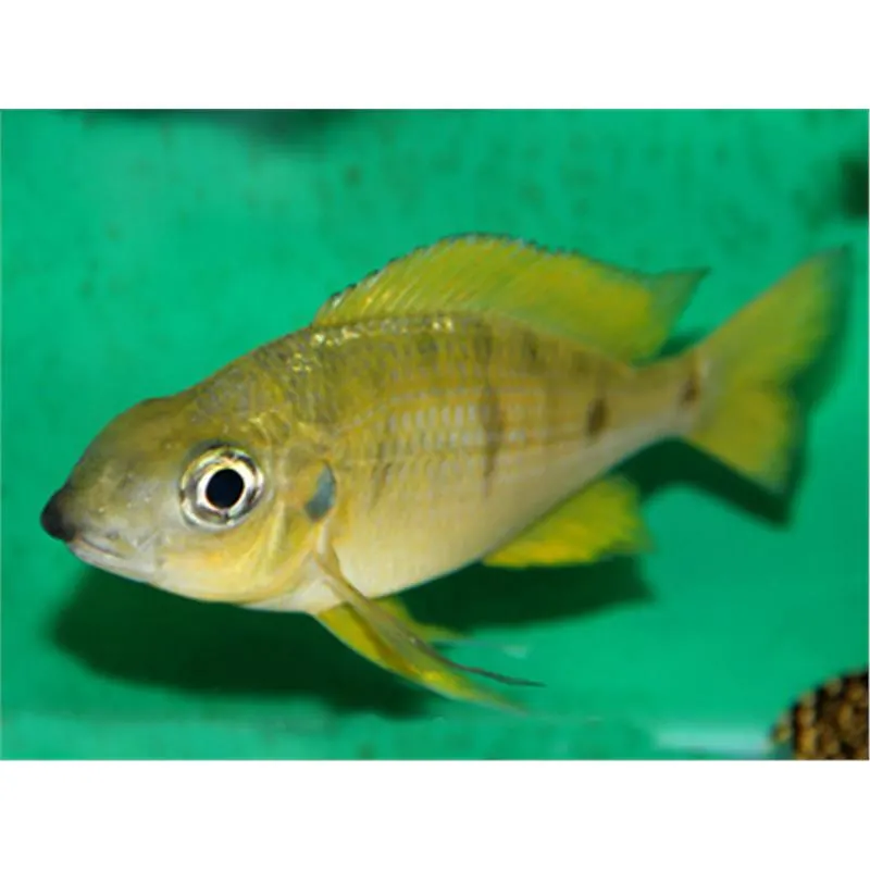 Ophthalmotilapia nasuta Kipili Gold