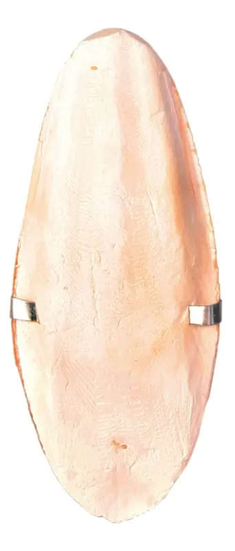 Os Sepie pe Blister 12cm