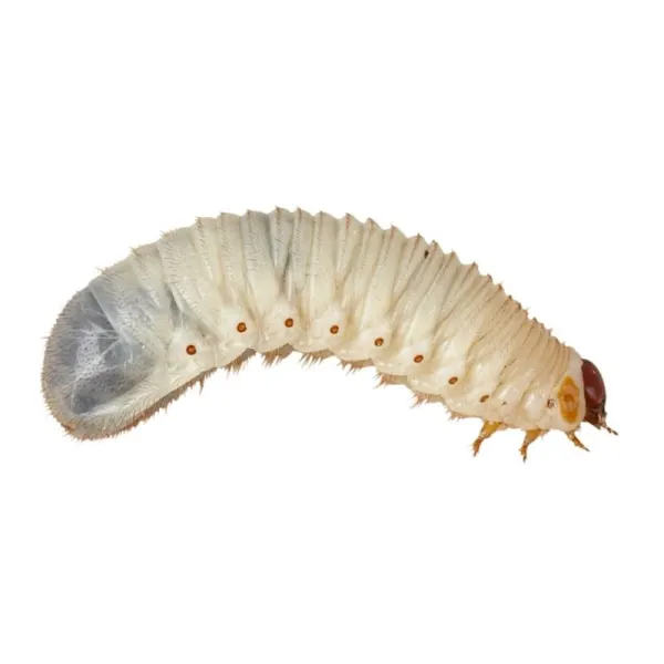 Pachet Pachnoda butana Sun Beetle Larva &plusmn;10 Buc