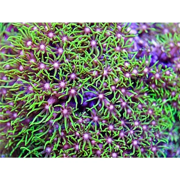 Pachyclavularia vialacea- frag
