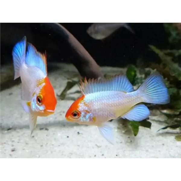 Papiliochromis ramirezi blue red head