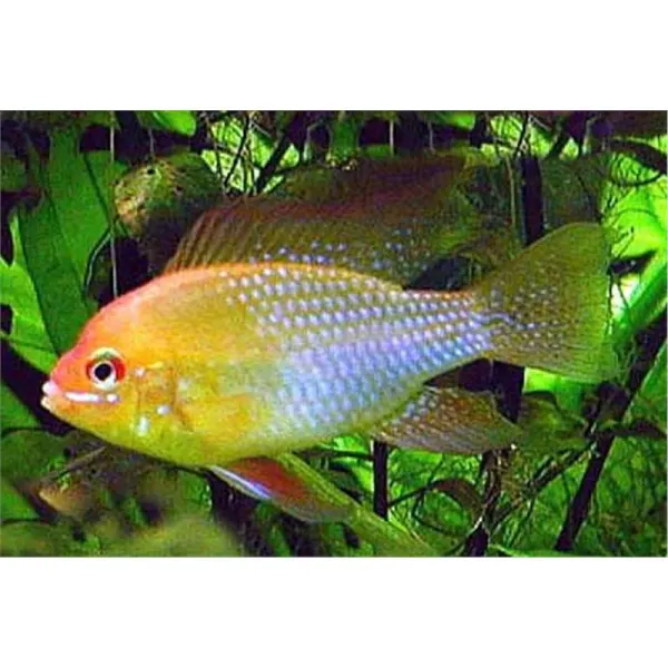 Papiliochromis ramirezi gold