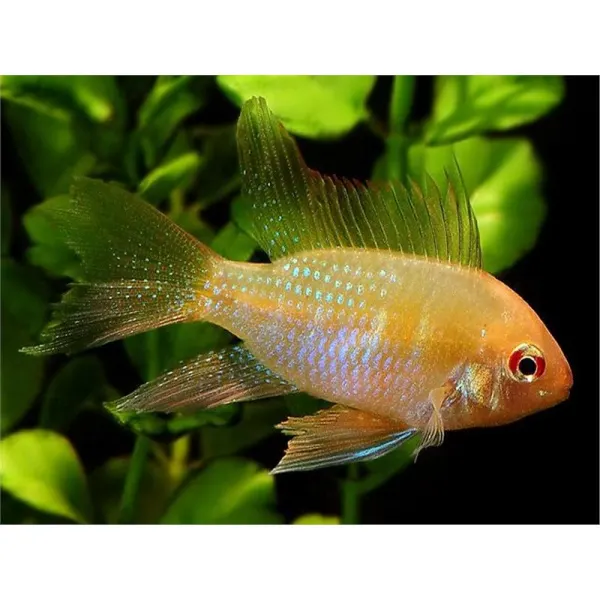 Papiliochromis ramirezi gold long fin