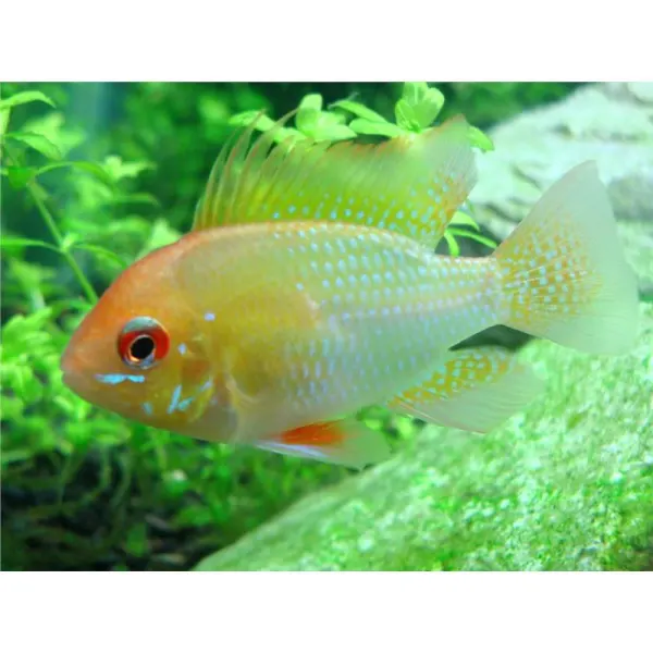Papiliochromis ramirezi red-gold