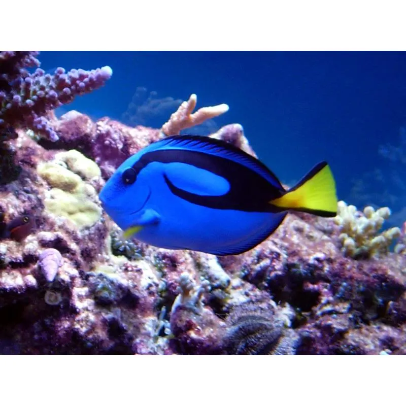 Paracanthurus Hepatus marime S