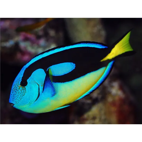 Paracanthurus hepatus - Yellow