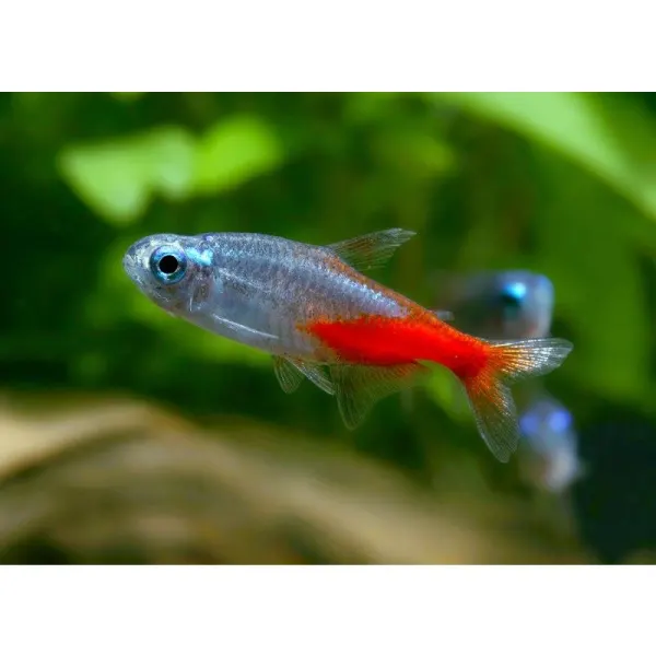 Paracheirodon innesi diamant
