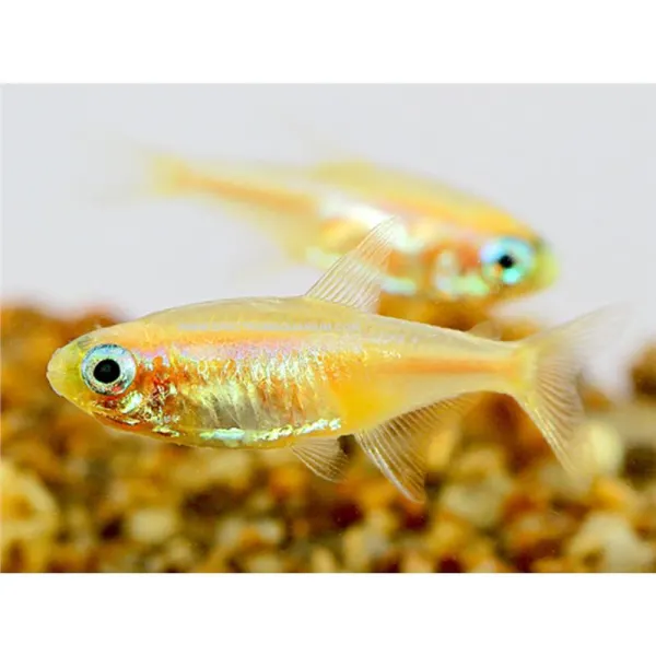 Paracheirodon innesi gold