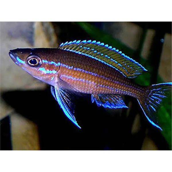 Paracyprichromis blue neon