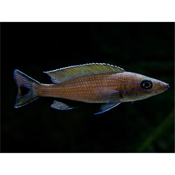 Paracyprichromis brieni