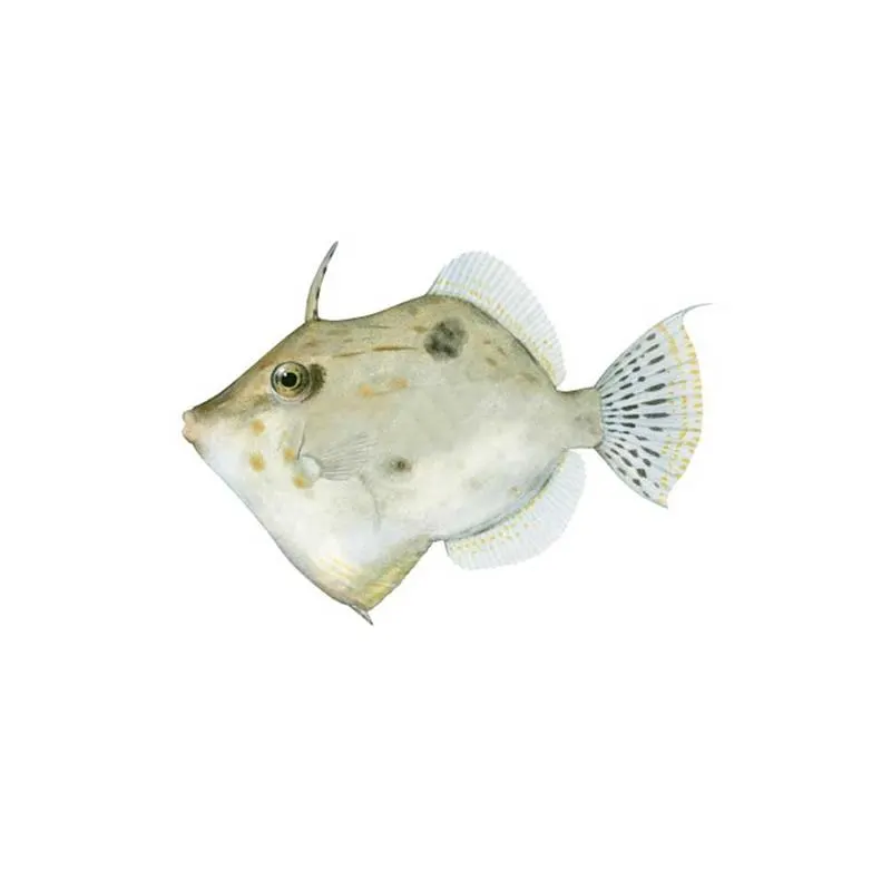 Paramonacanthus filicauda