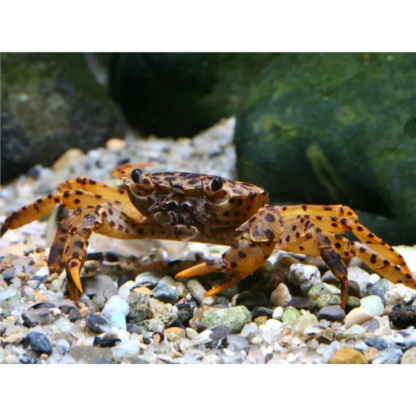 Parathelphusa pantherina Crab Pantera