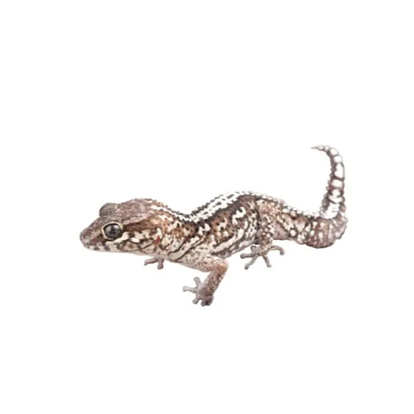 Paroedura picta - Ocelot gecko
