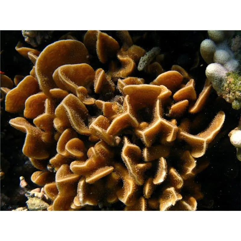 Pavona Decussata S