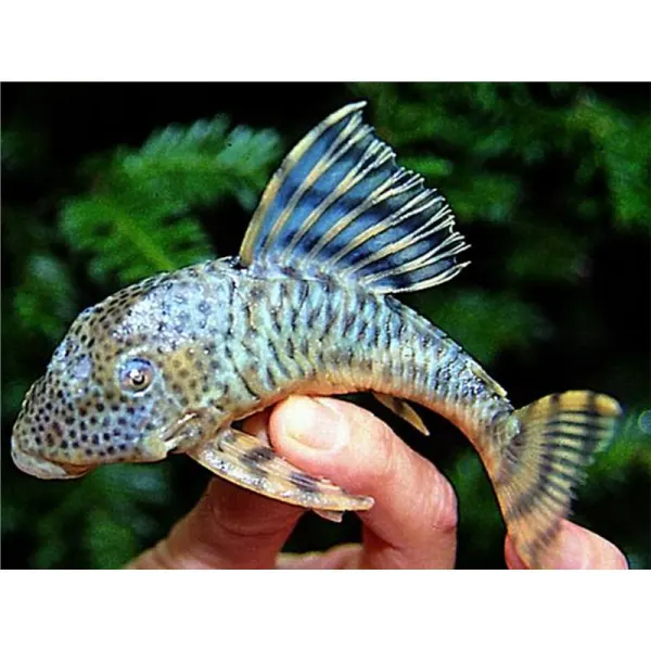Peckoltia erenaria