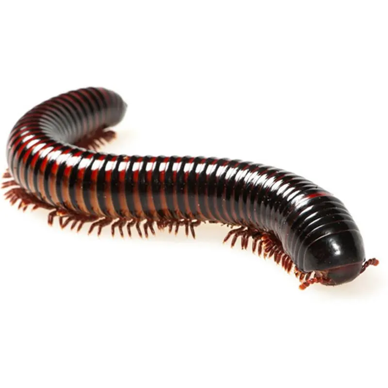 Pelmatojulus excisus