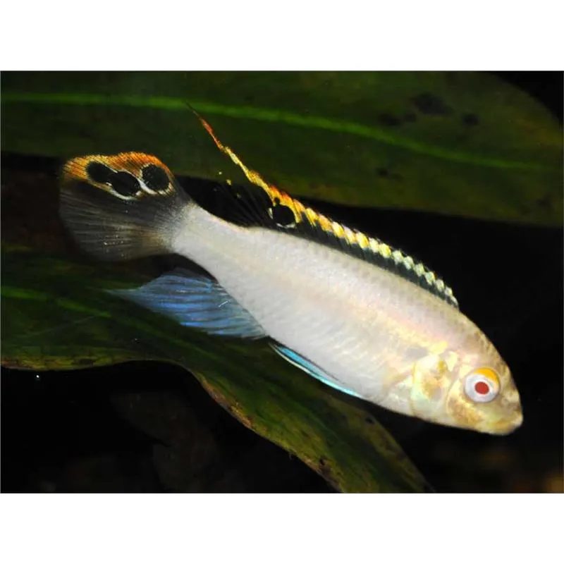 Pelvicachromis pulcher albin (red)
